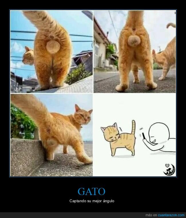gatos,huevos,wtf