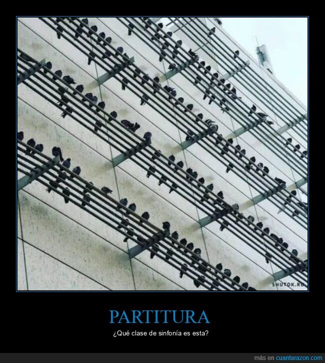 pájaros,tendedero,sinfonía,partitura