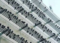 Enlace a Un pentagrama de pájaros