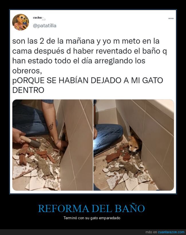 reforma,baño,gato,encerrado