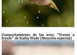 Enlace a Las mejores fotos de los premios al Fotógrafo de Aves de 2022