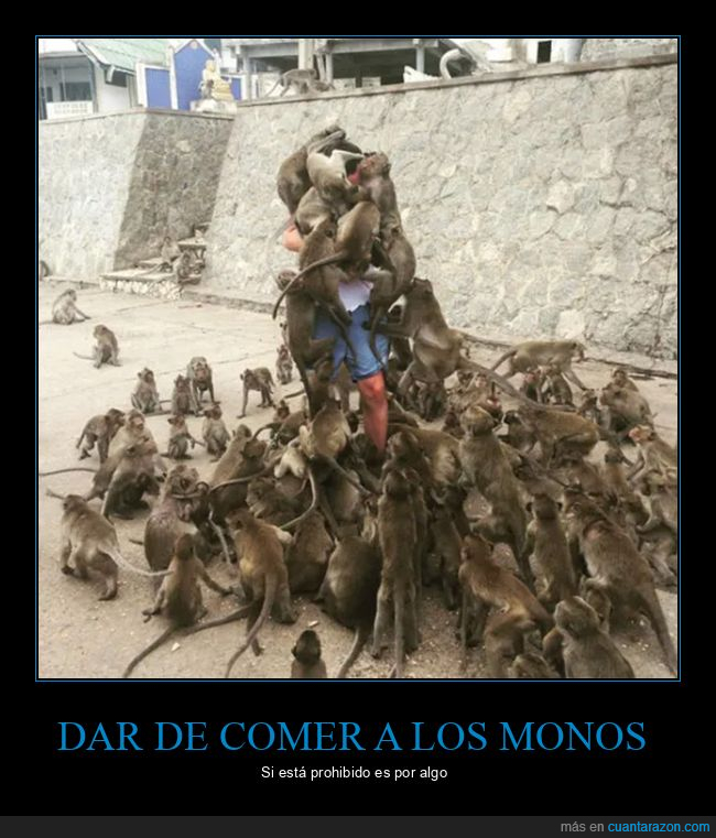 monos,wtf