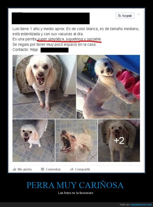 anuncios,juguetona,perros,simp&aacute;tica,sociable,wtf