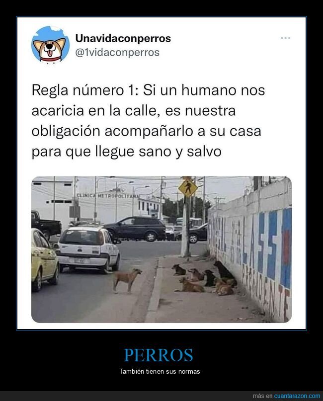 perros,humano,acariciar,acompañar