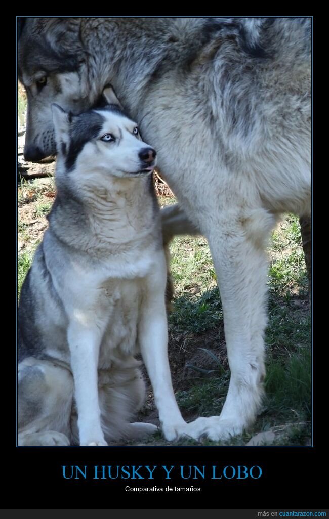 husky,lobo,tamaño