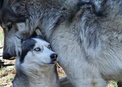 Enlace a Poniendo el tamaño de un lobo en perspectiva