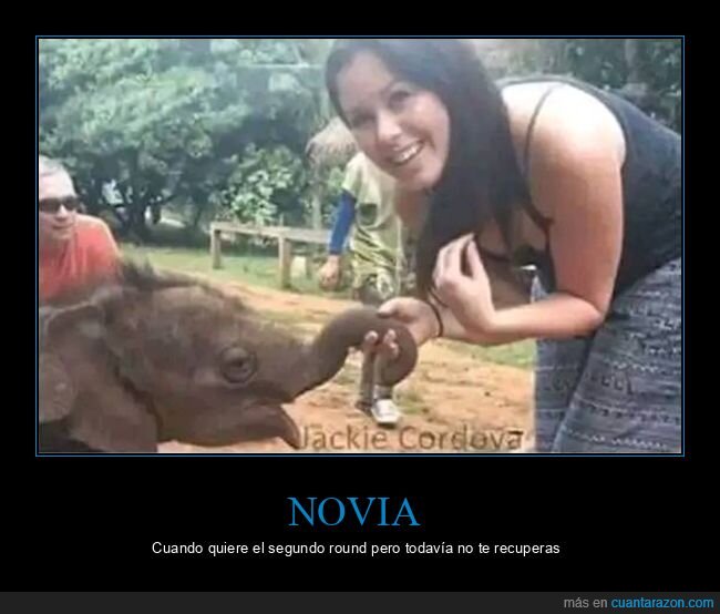 elefante,novia segundo round,recuperarse,trompa