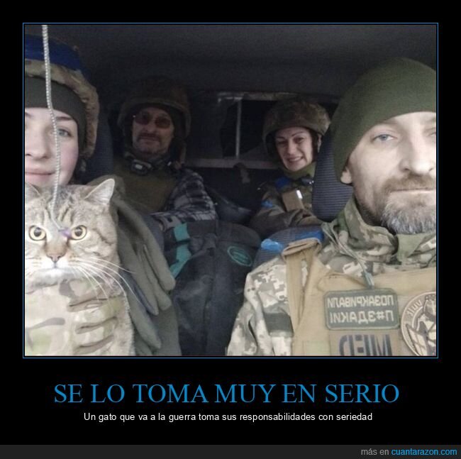 soldados,guerra,gato,seriedad