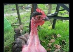 Enlace a Gallina doble pechuga