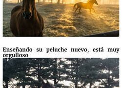 Enlace a Caballos captados en toda su fuerza y belleza