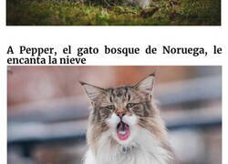 Enlace a Fotos del lado más esponjoso y majestuoso de los gatos «Bosque de Noruega»