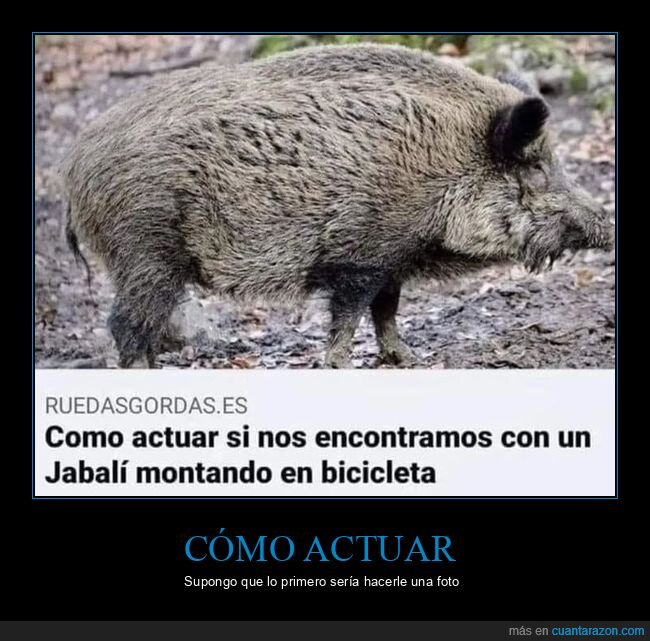 jabalí,bicicleta,actuar