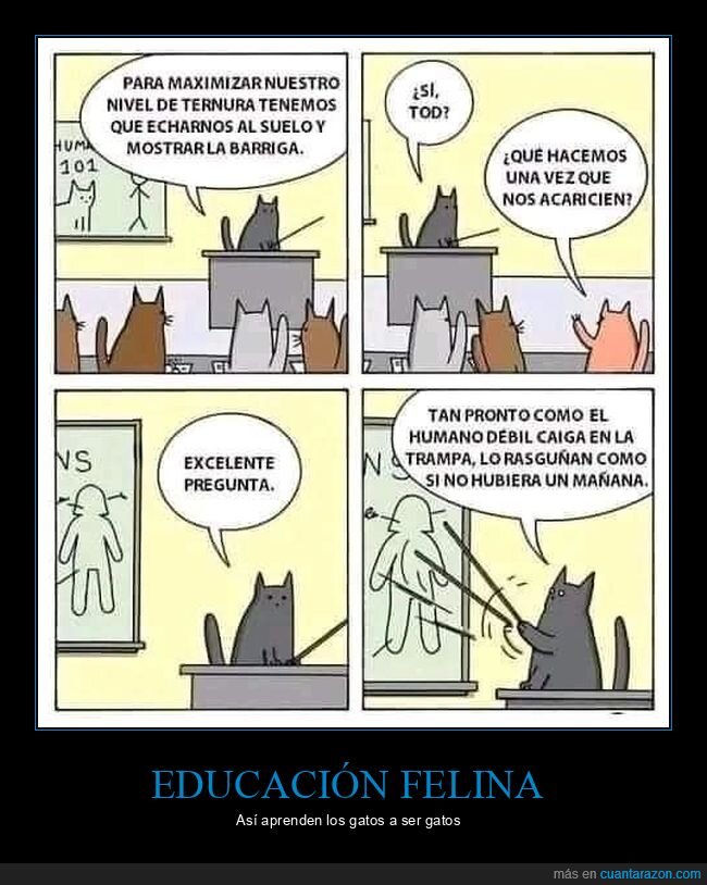 gatos,clase