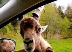 Enlace a Qué pesados los testigos de Satán...