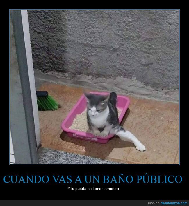 gato,pata,caja de arena,wtf