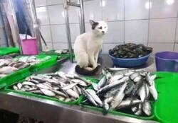 Enlace a Se mira pero no se toca