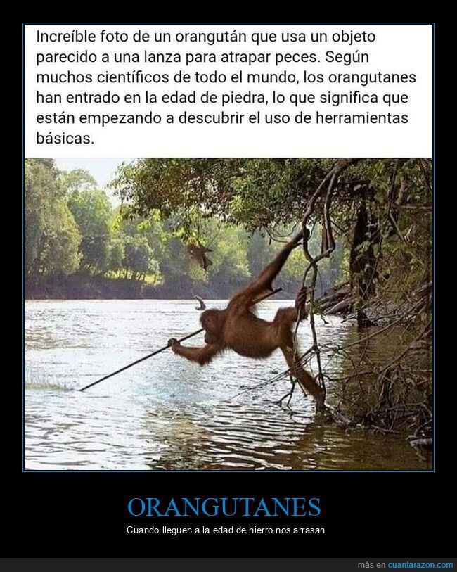 edad de piedra,herramientas,orangután