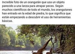 Enlace a El amanecer del planeta de los simios