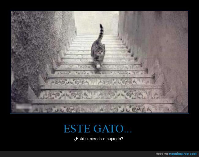 gato,subiendo,bajando