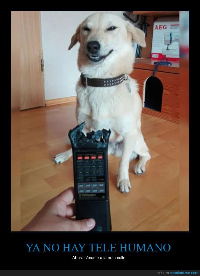 fails,mando,perros,sacar,televisión