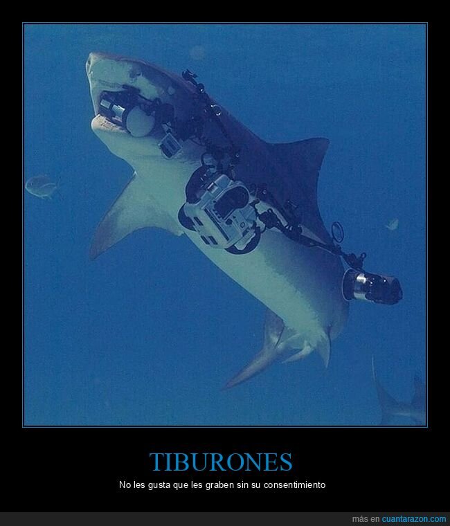 tiburón,cámara,wtf