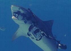 Enlace a Los tiburones valoran mucho su intimidad