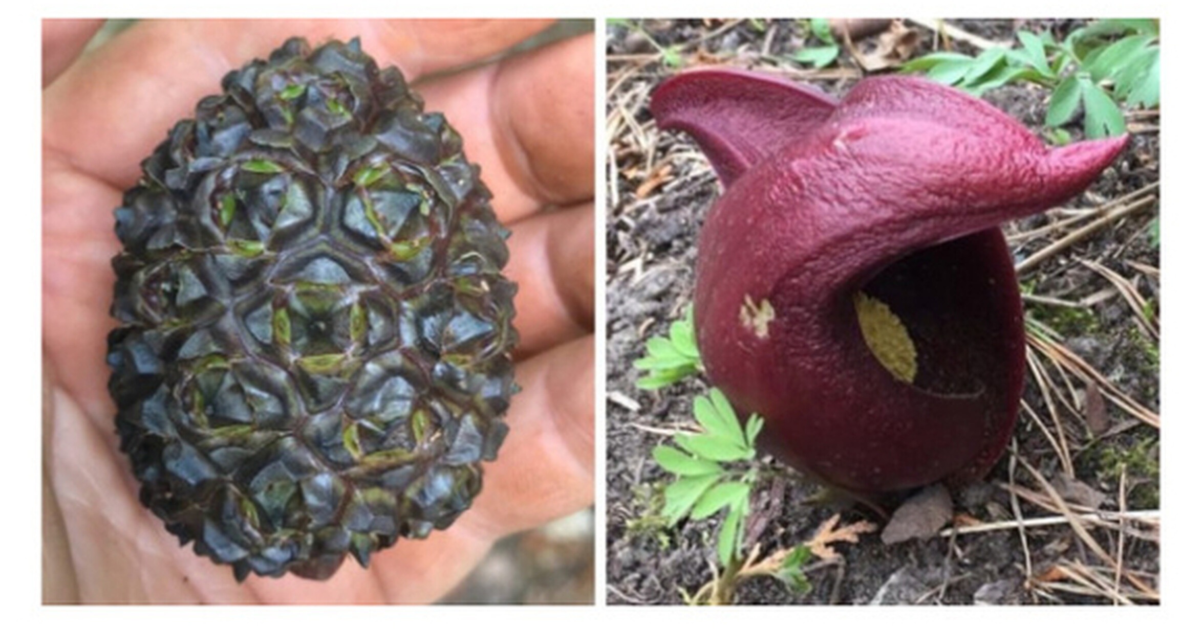 ¡Cuánta razón! / Plantas tan raras que parece que no son reales