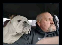 Enlace a Dicen que los perros se parecen a sus dueños...