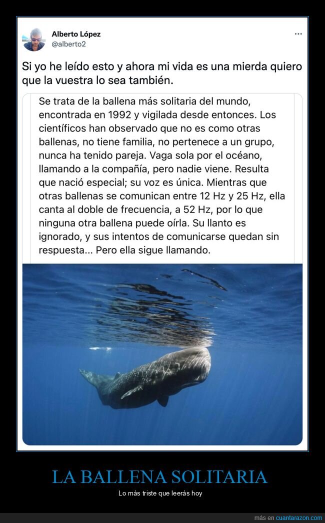 ballena,solitaria,frecuencia,comunicarse