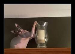 Enlace a Gato peligroso