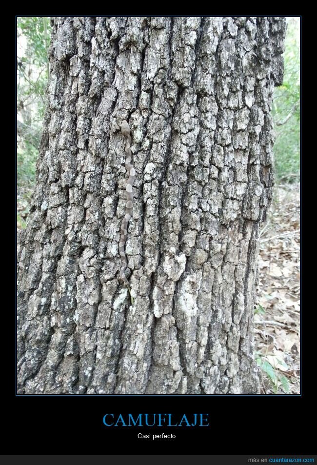 serpiente,árbol,camuflaje