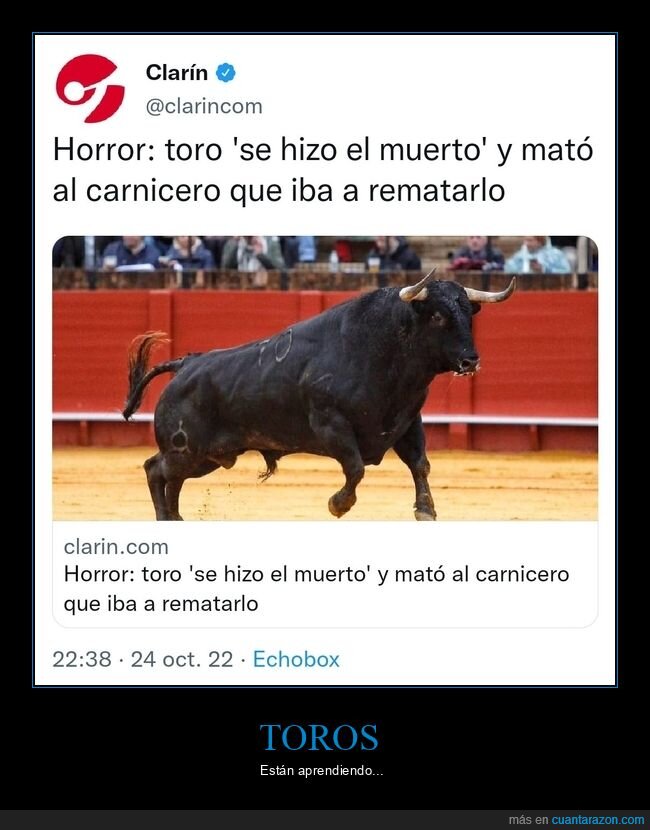 toro,hacerse el muerto,matar