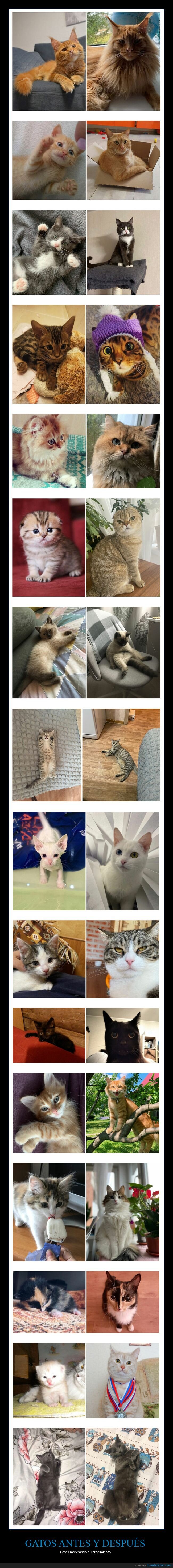 gatos,crecimiento,antes,después