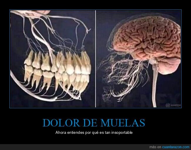 curiosidades,dolor,muelas,nervios