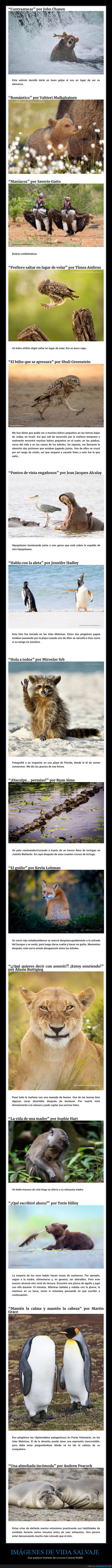 comedy wildlife,concurso,fotografía,animales