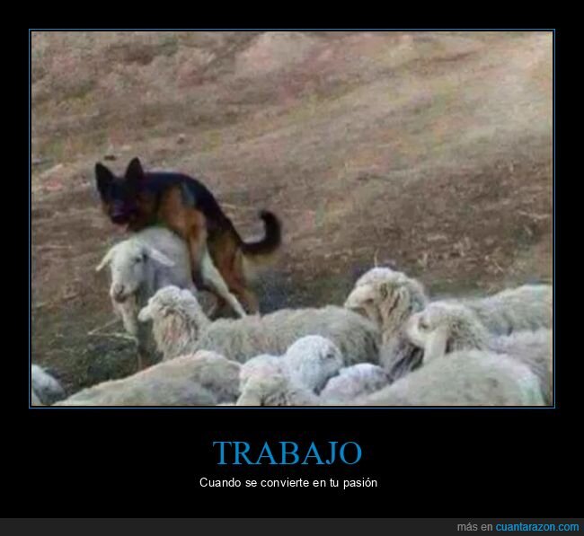 montando,oveja,perros,trabajo