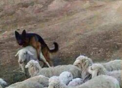 Enlace a Este perro siempre va a trabajar con ganas