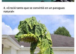 Enlace a Cosas atípicamente gigantes que sorprendieron a más de uno