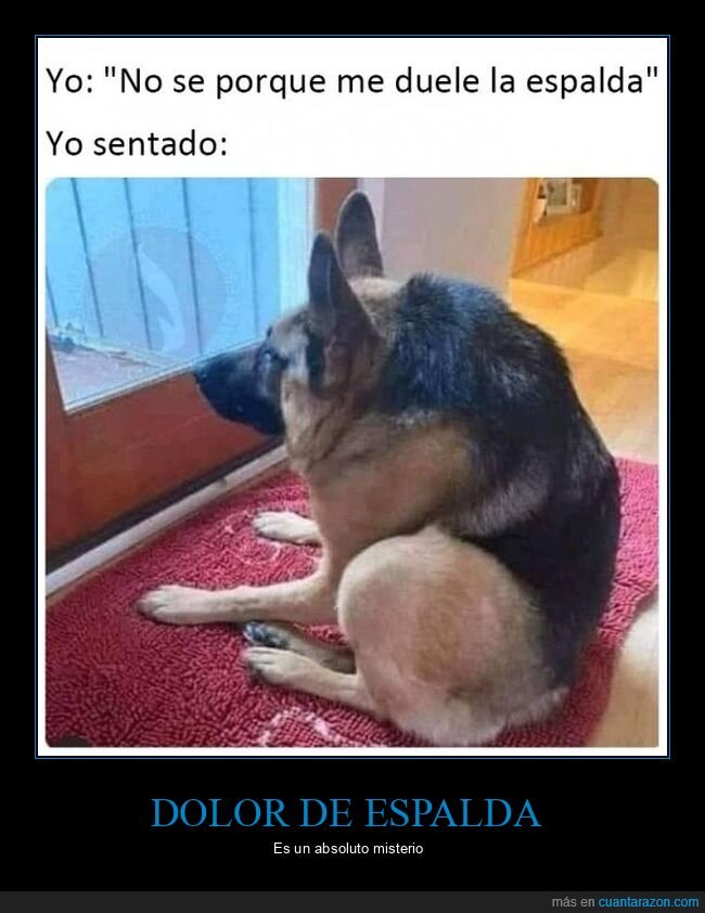 dolor de espalda,perros,sentado,wtf