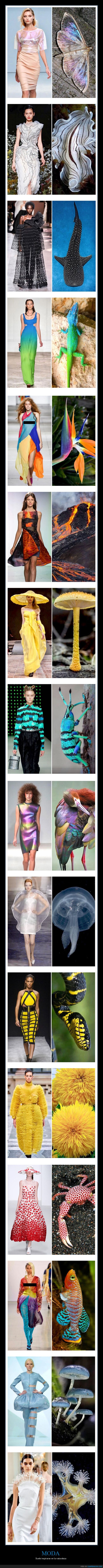 moda,inspiración,naturaleza