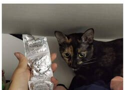 Enlace a Indirectas de tu gato