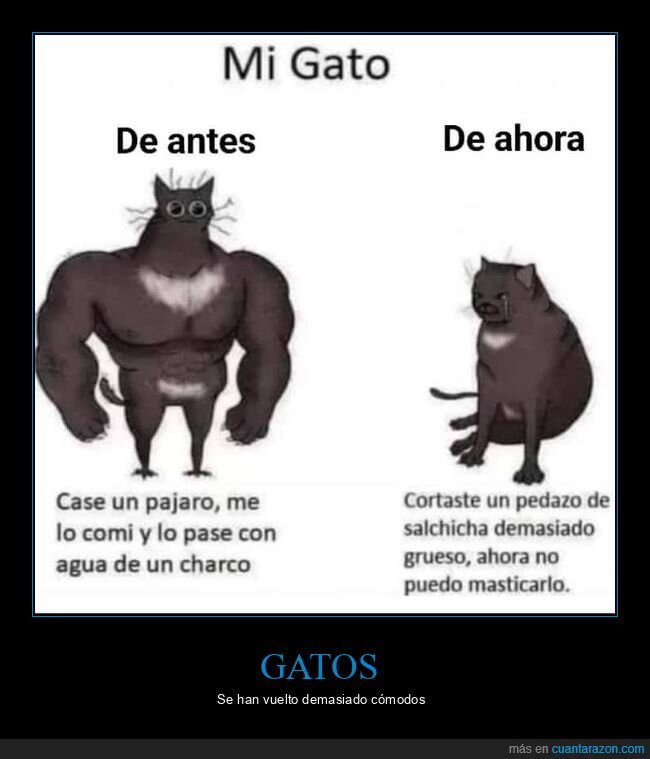 gatos,antes,ahora