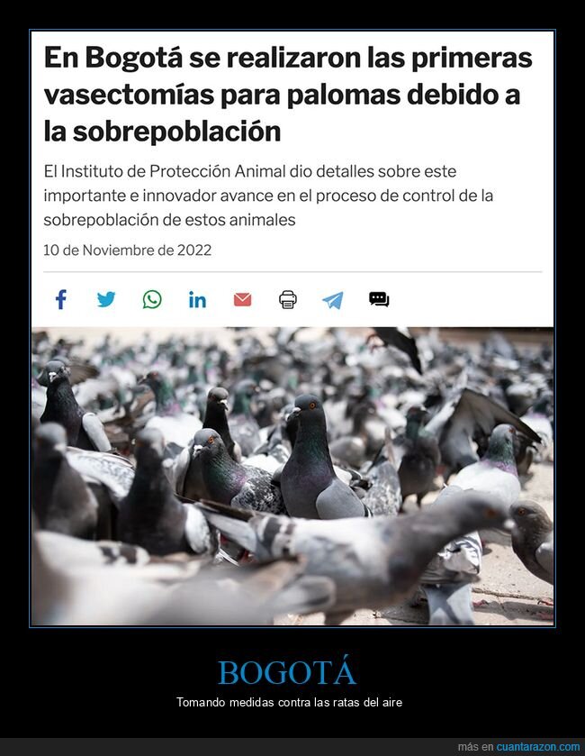 colombia,palomas,vasectomía