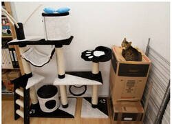 Enlace a Preferencias felinas