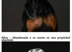 Enlace a Fotografiando perros rescatados con pedigrí para demostrar que no solo los mestizos acaban en los refugios