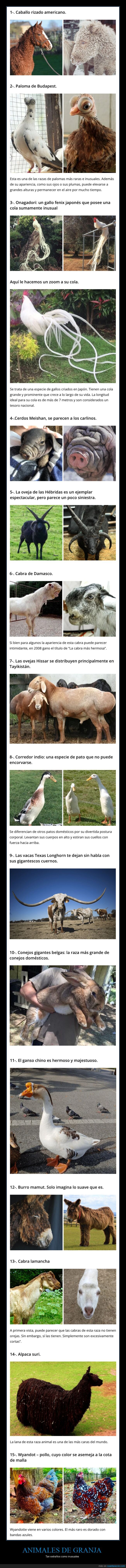 animales de granja,extraños