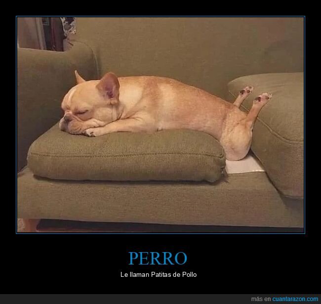 perro,patas,pollo