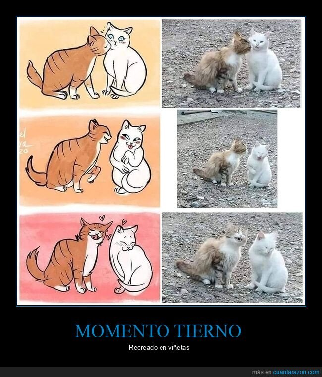 gatos,beso,viñetas