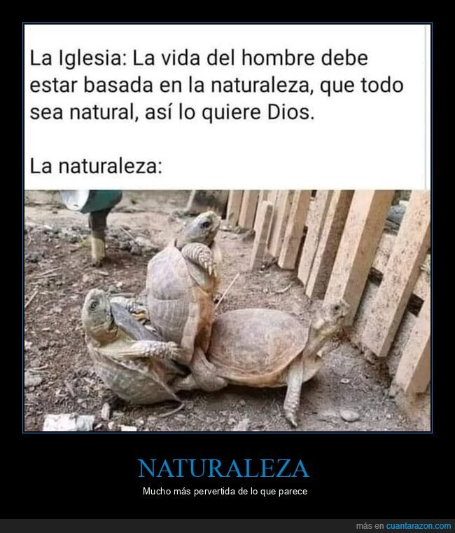 iglesia,montando,naturaleza,tortugas,trío,wtf