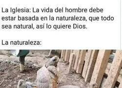 Enlace a Como en la naturaleza...